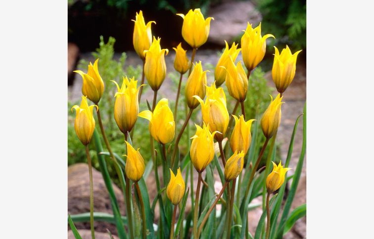 Tulipán Sylvestris 7 ks v balení