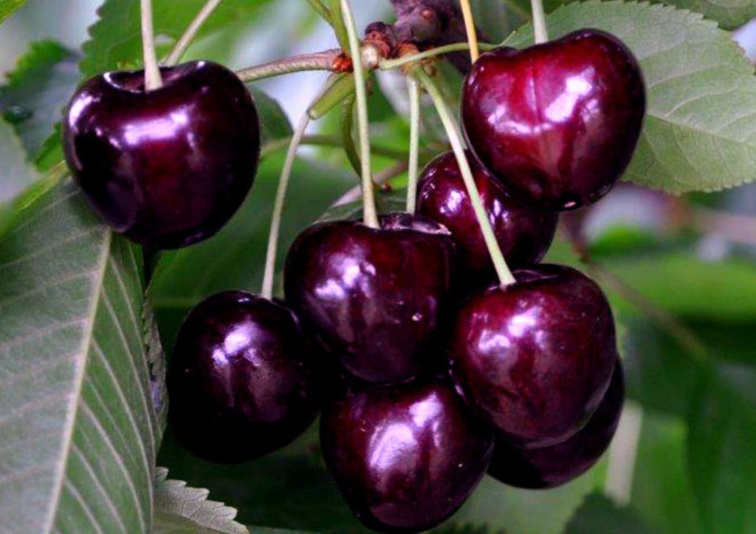 Čerešňa Sam, podp. F12, voľnok.