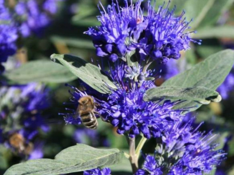 Bradavec klandonský Kew Blue, výška 20-30 cm, kvetináč 15 cm