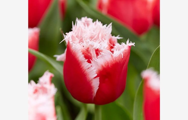 Tulipán New Santa 7 ks v balení