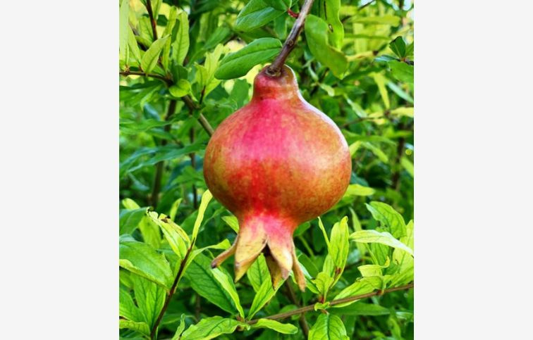 Granátové jablko Wonderful 100-120 cm, kont. 2 l