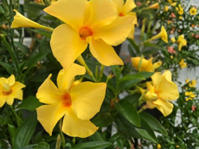 Mandevila Sundaville Gold