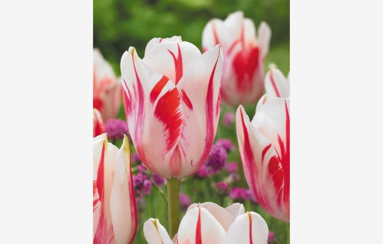 Tulipán Sorbet 7 ks v balení