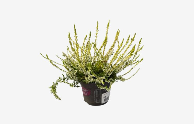 Vres Garden Girls Sandy biely, kont. p13