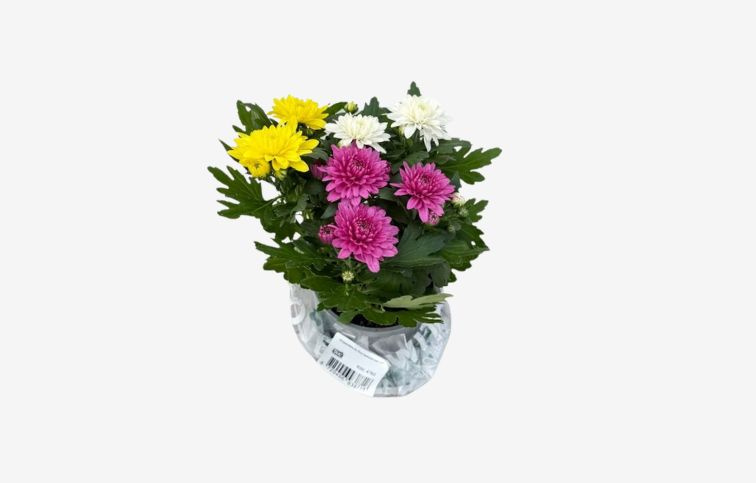 Chryzantéma Da Vinci Carnaval, kont. p12