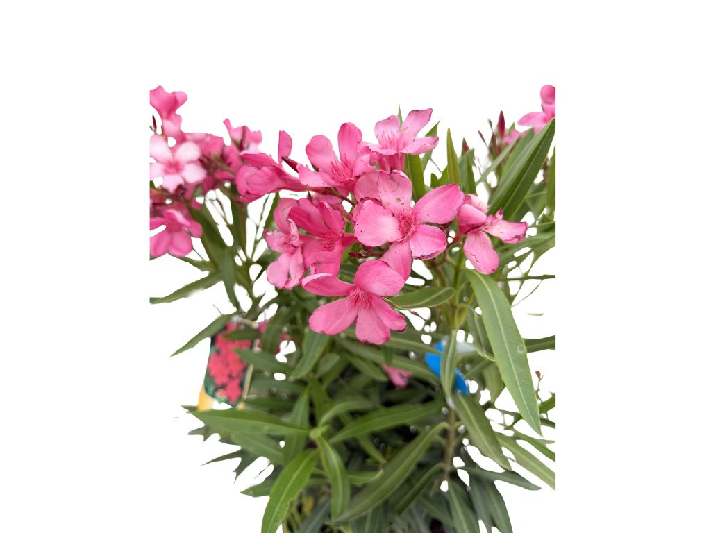 Oleander Maravenne, výška 60-80 cm, kvetinač 10 l