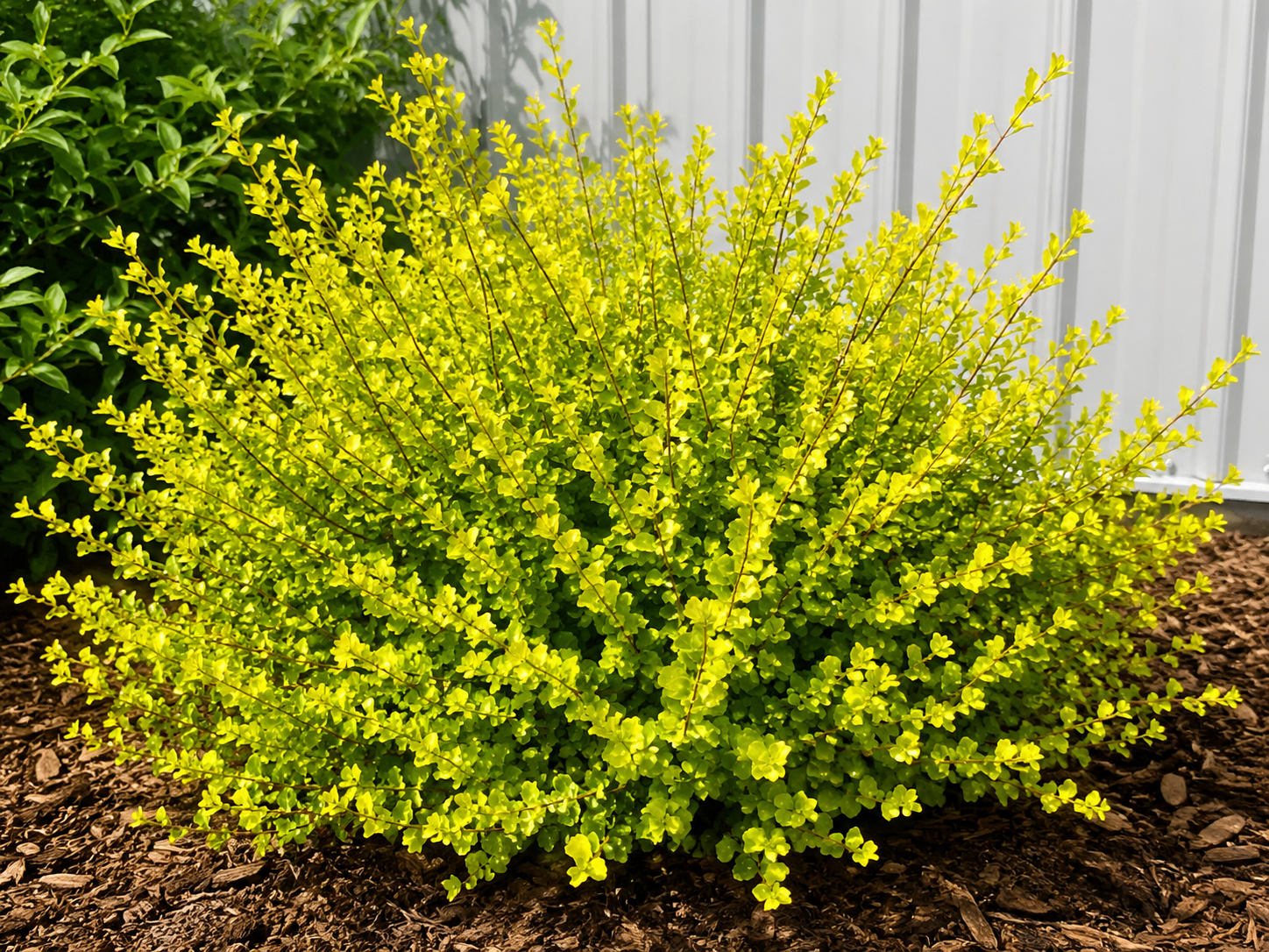 Breza nana Golden Treasure, výška 20-30 cm, kvetináč 5 l