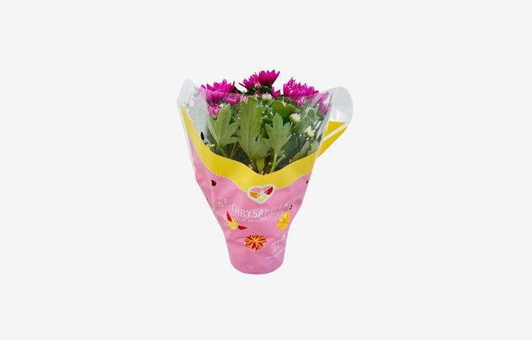 Chryzantéma Mount Tourmalet, kont. p12