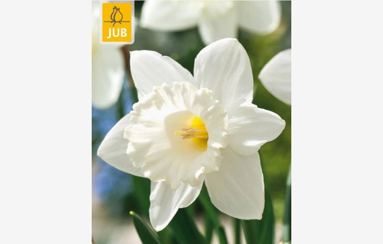 Narcis Mount Hood 5 ks v balení