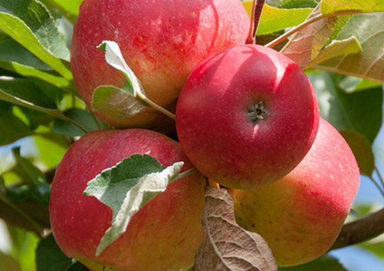 Jabloň Gala Must, podp. M26, voľnok.