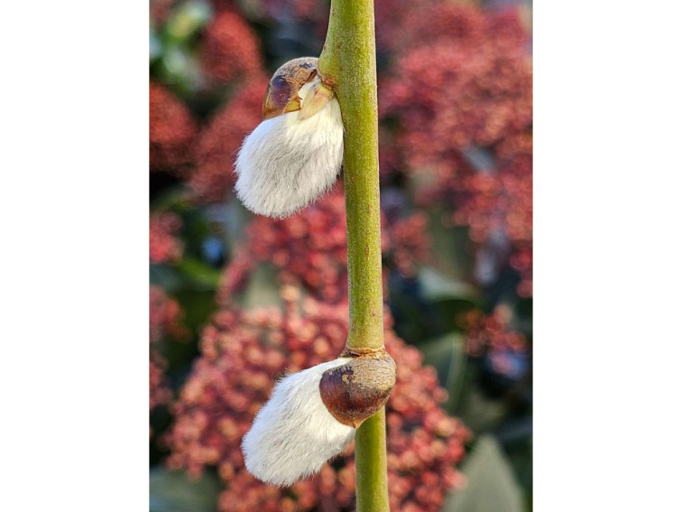 Vŕba rakytová Kilmarnock Pendula na kmienku 140-150 cm, kont. 5 l