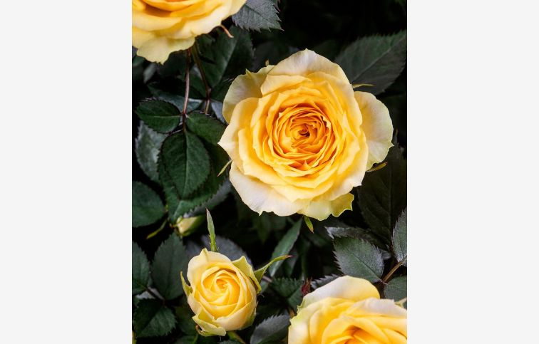 Ruža kríková Kordana Limbo, kont. p10,5