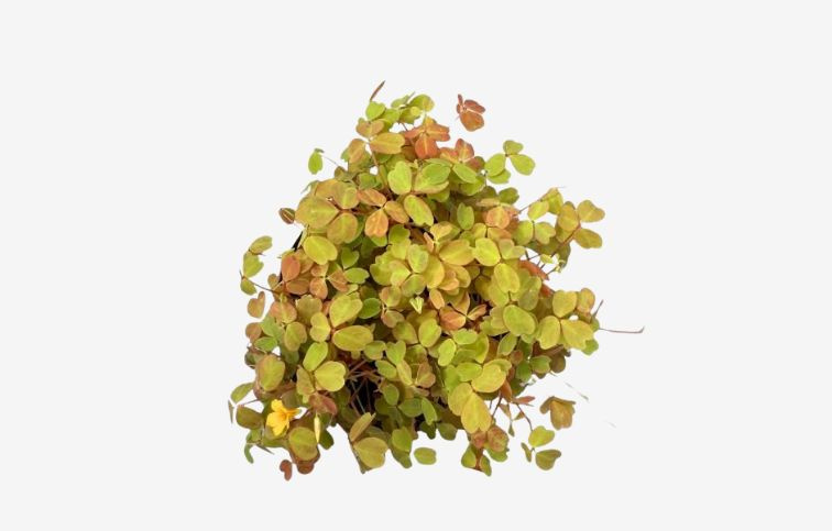 Kyslička Vulcan - Oxalis , kont. p10