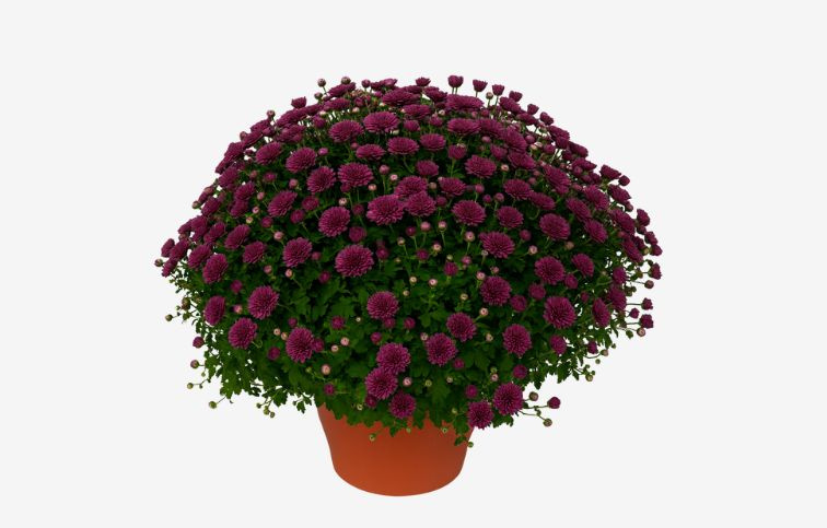 Chryzantéma Jasoda fialová, kont. p19