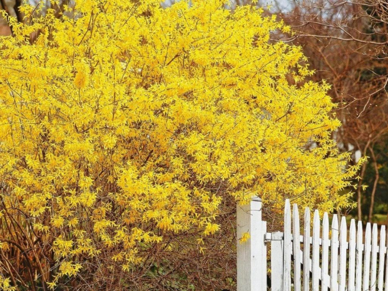 Zlatý dážď Goldrausch, výška 30-40 cm, kvetináč 2 l