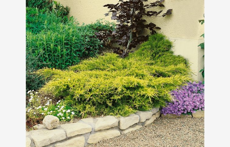 Borievka Old Gold, kont. p9