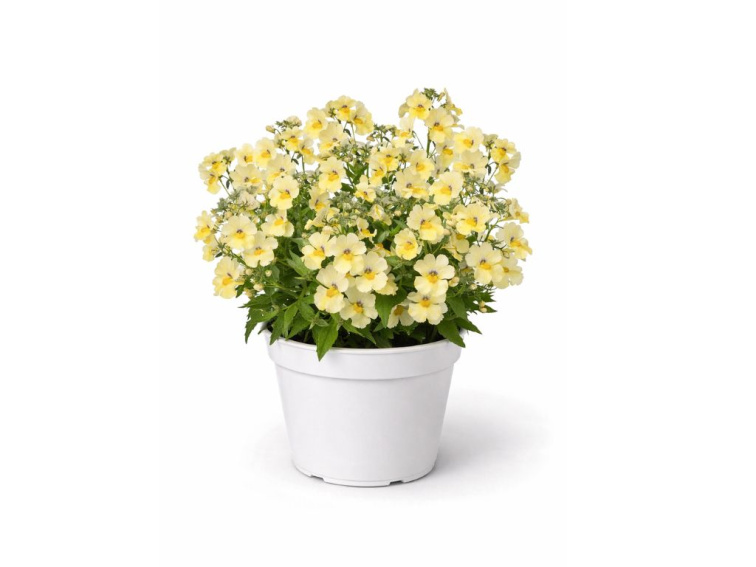 Nemézia Sunsatia Little Vanilla