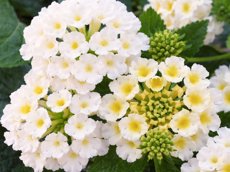 Lantana Lantropics White