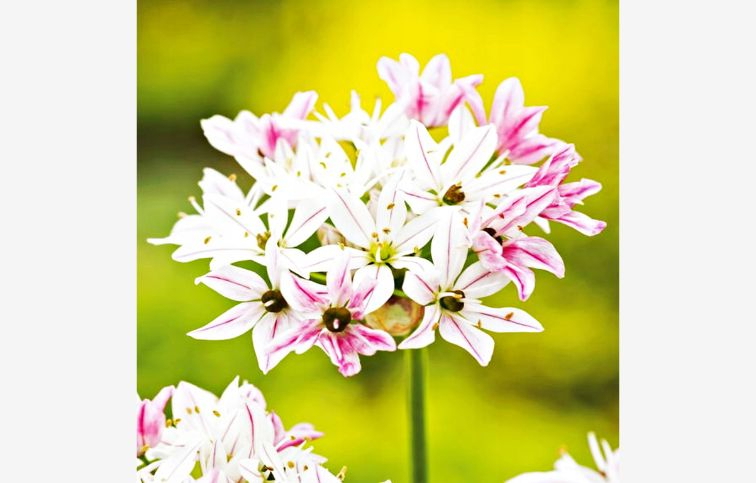 Okrasný cesnak Cameleon 10 ks v balení