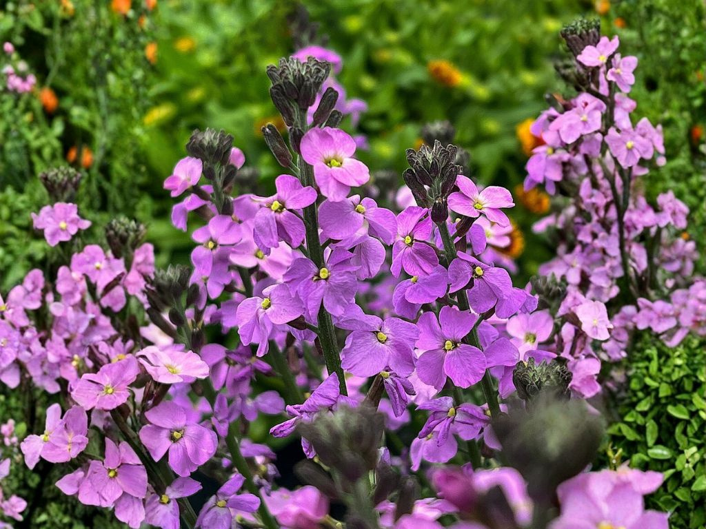 Erysimum Super Bowl Mauve