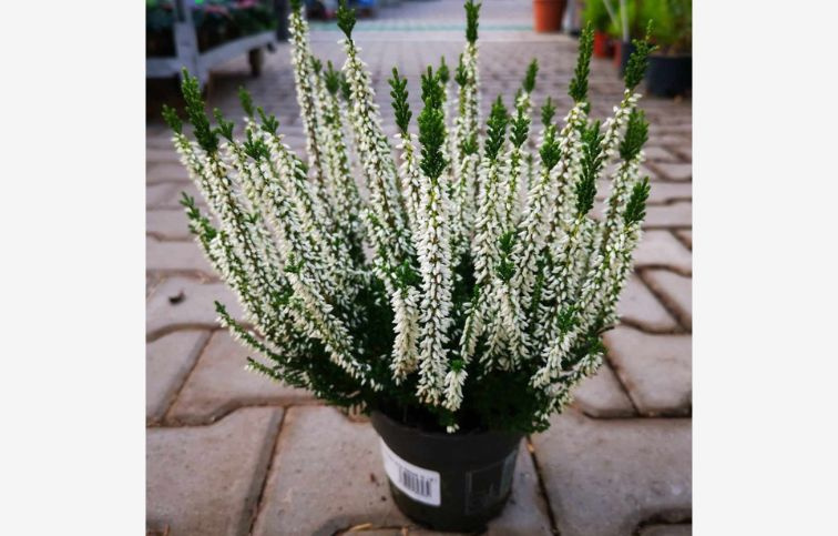 Vres Garden Girls Helena, kont. p13