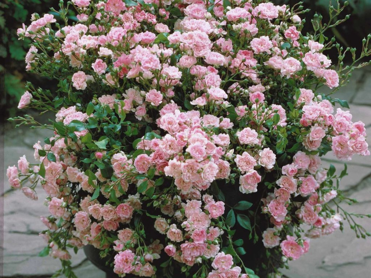 Ruža pôdopokryvná The Fairy, kvetináč 2 l