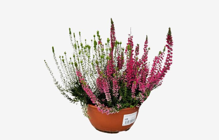 Vres Beauty Ladies Duo ružovobiely, kont. p23