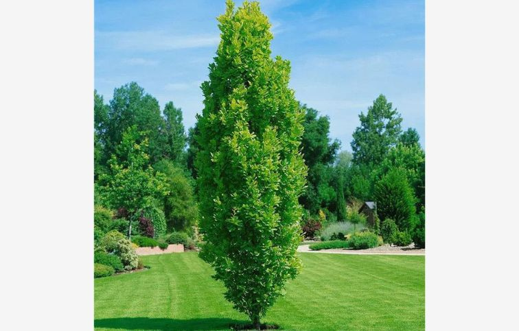 Dub letný Fastigiata 50-60 cm, kont. 2 l