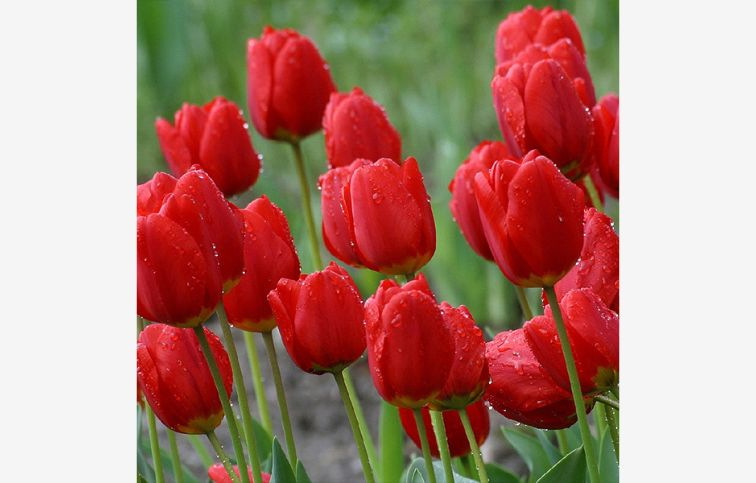 Tulipán Ile de France 7 ks v balení