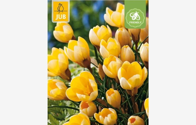 Krokus botanický Romance 20 ks v balení