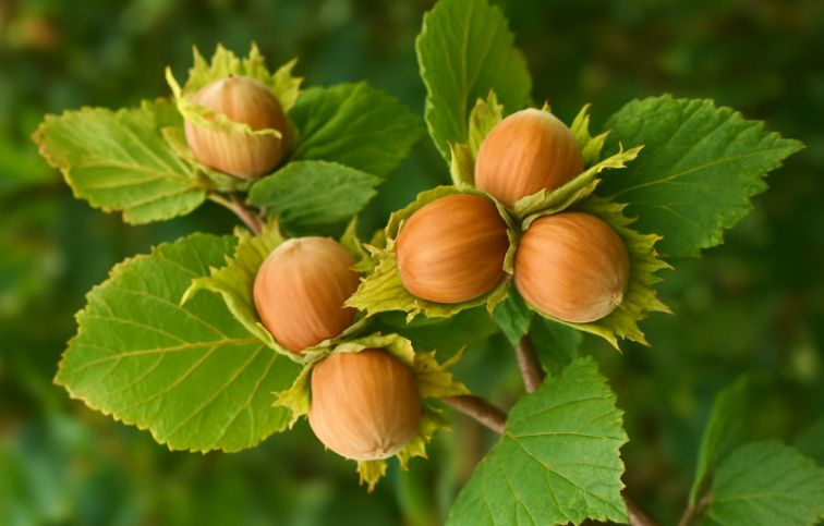 Lieska kríková Zázrak z Bowlier veľkoplodá, voľnok.