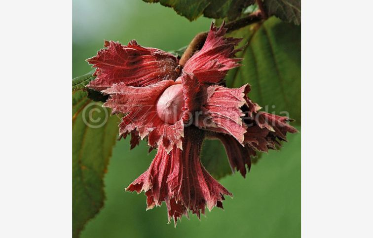 Lieska kríková Lambertová červená 80-120 cm, kont. 6 l