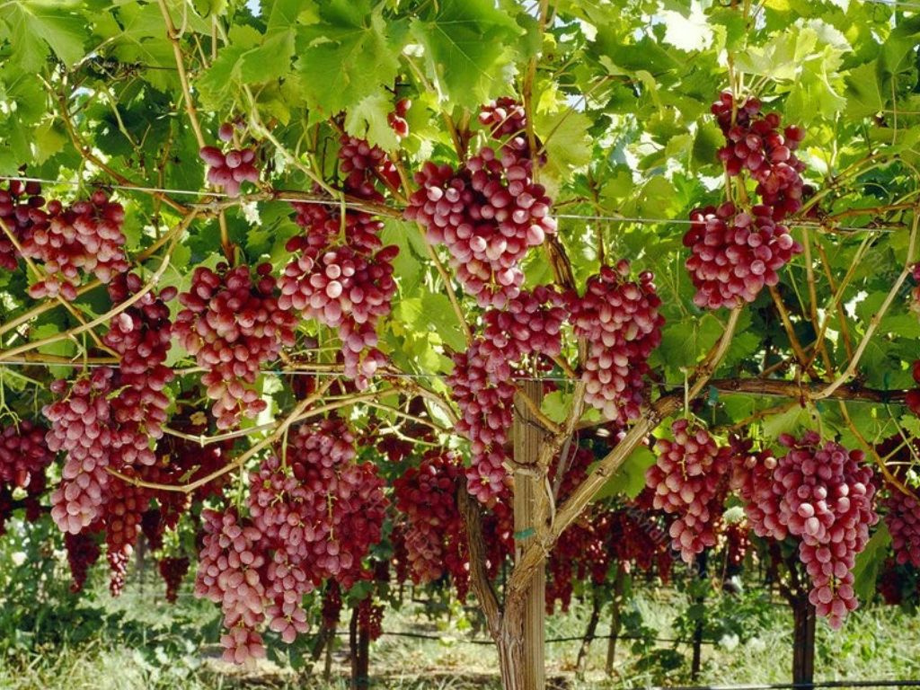 Vinič stolový Crimson, vyviazaný, výška 150-175 cm, kvetináč 5 l