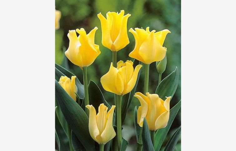 Tulipán Yellow Crown 5 ks v balení