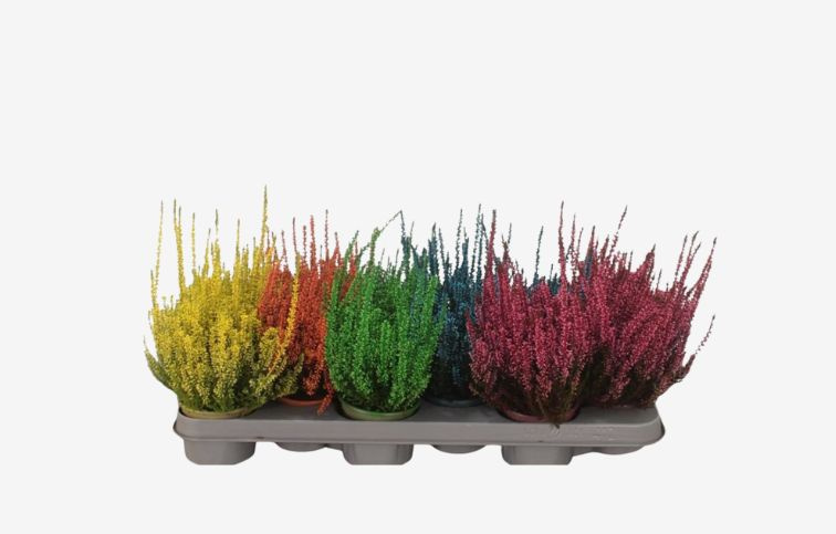 Vres Picasso farbený zelený, kont. p9,5