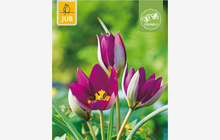 Tulipán botanický Pulchella Persian Pearl 10 ks v balení