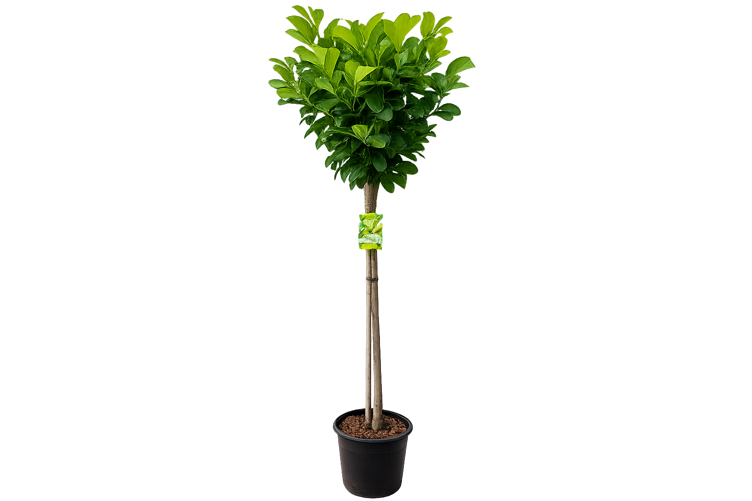 Vavrínovec lekársky Etna na 70-80 cm kmienku, výška 110-130 cm, kvetináč 18 l