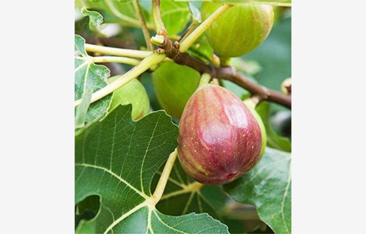 Figovník Della Signora 30-40 cm, kont. 2 l