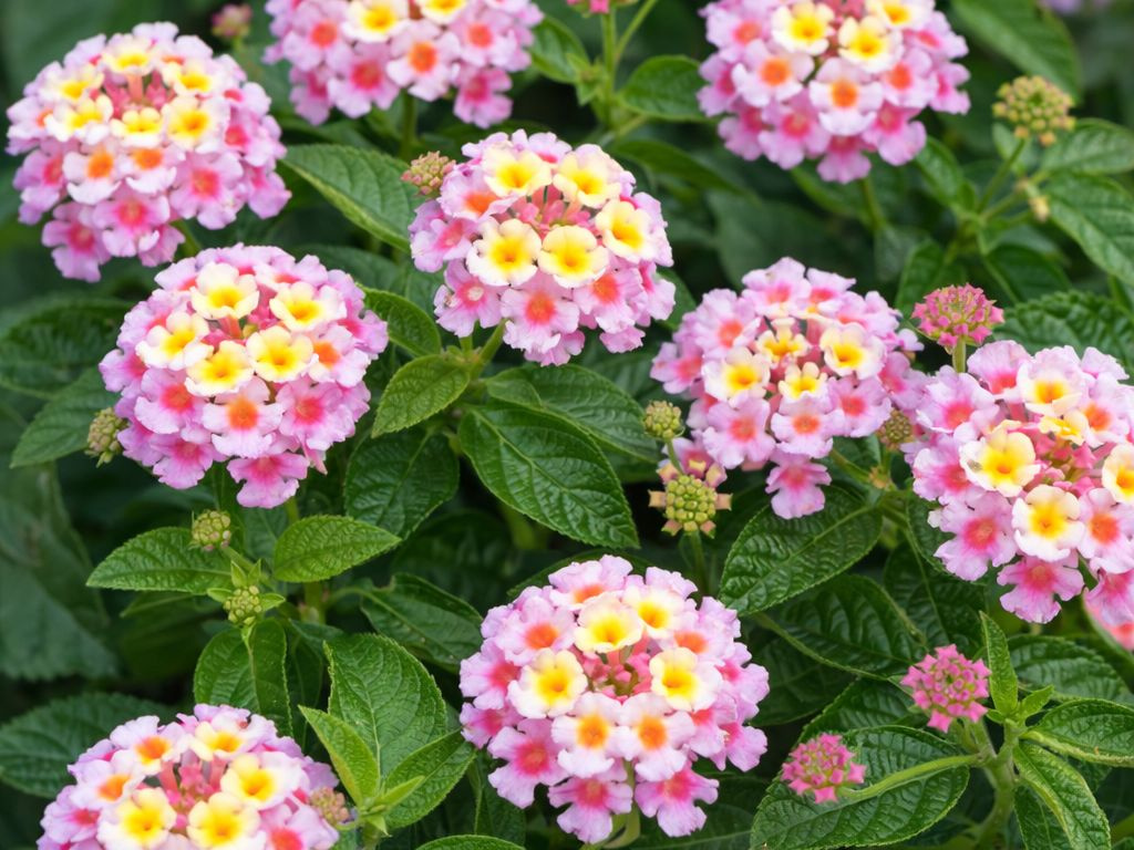 Lantana camara Havana Pink, kvetináč 12 cm