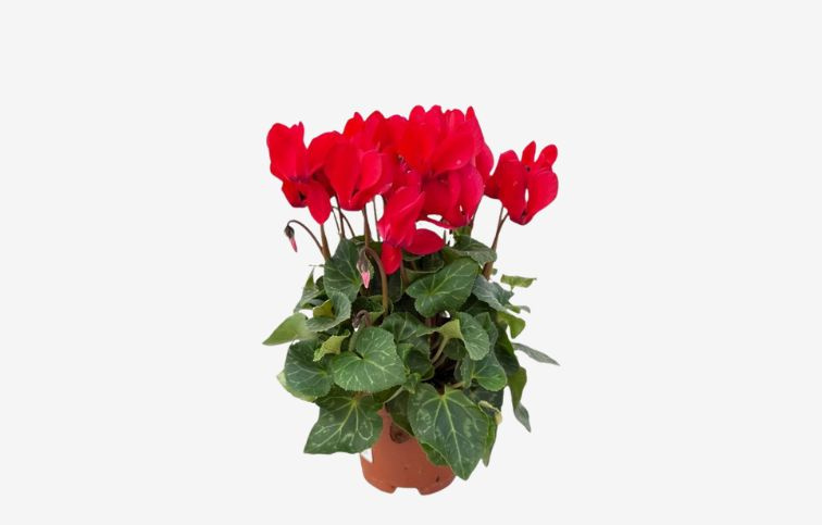 Cyklamén SS Compact Dark Red, kont. p10,5