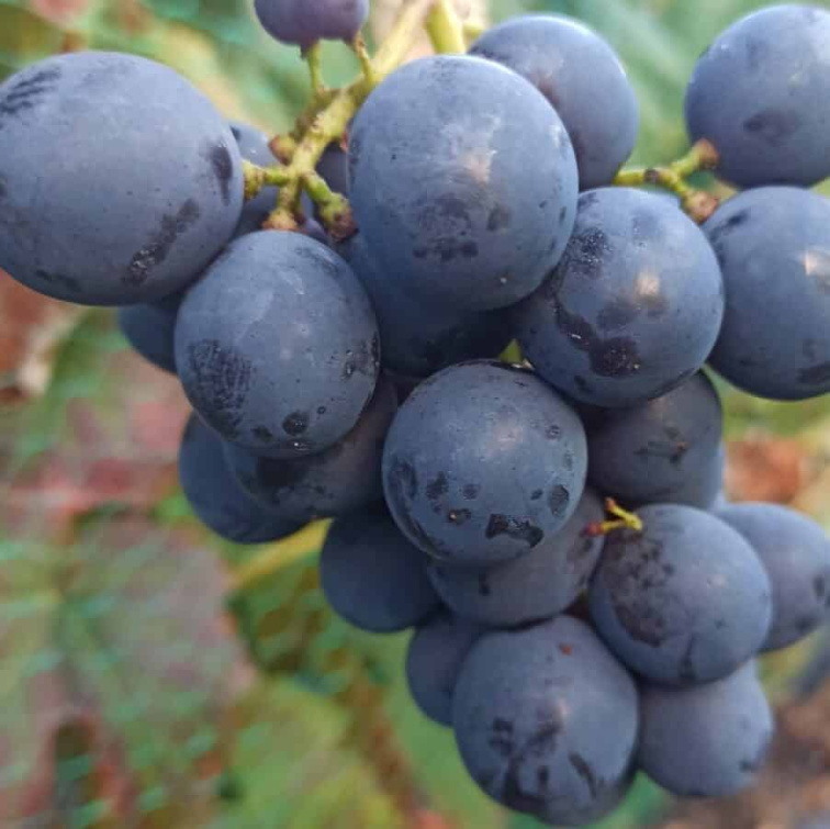 Vinič stolový Alden, kvetináč 2 l