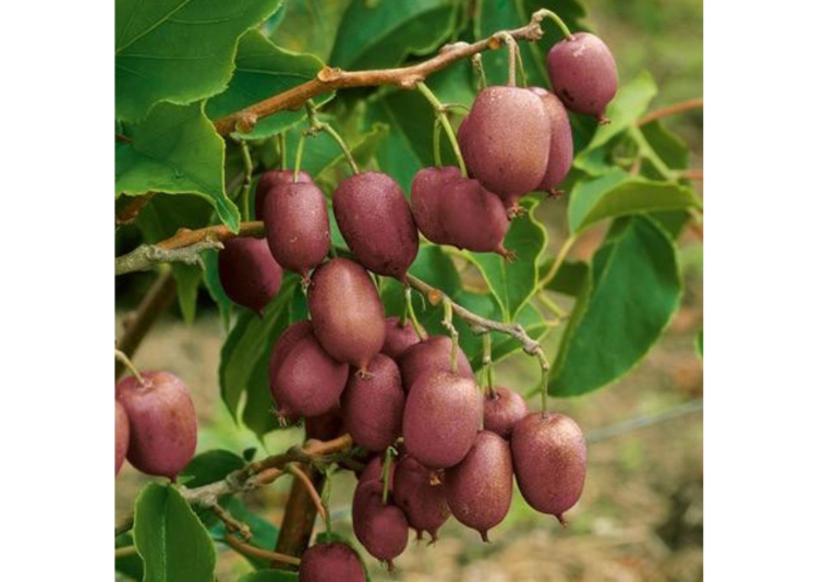 Mini kiwi Kens Red, výška 30-40 cm, kvetináč 17 cm