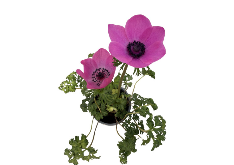 Veternica Harmony Orchid, kvetináč 10,5 cm