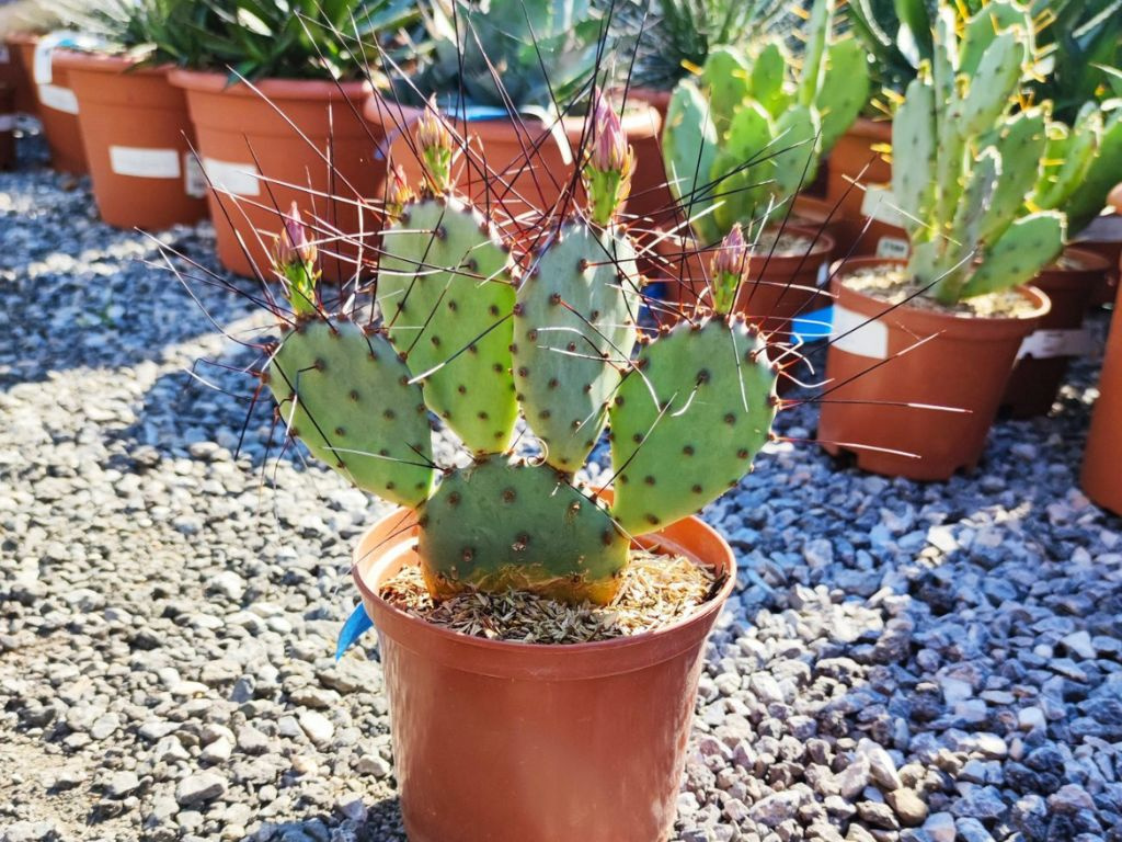 Opuncia veľkotŕňová, výška 20-30 cm, kvetináč 3 l