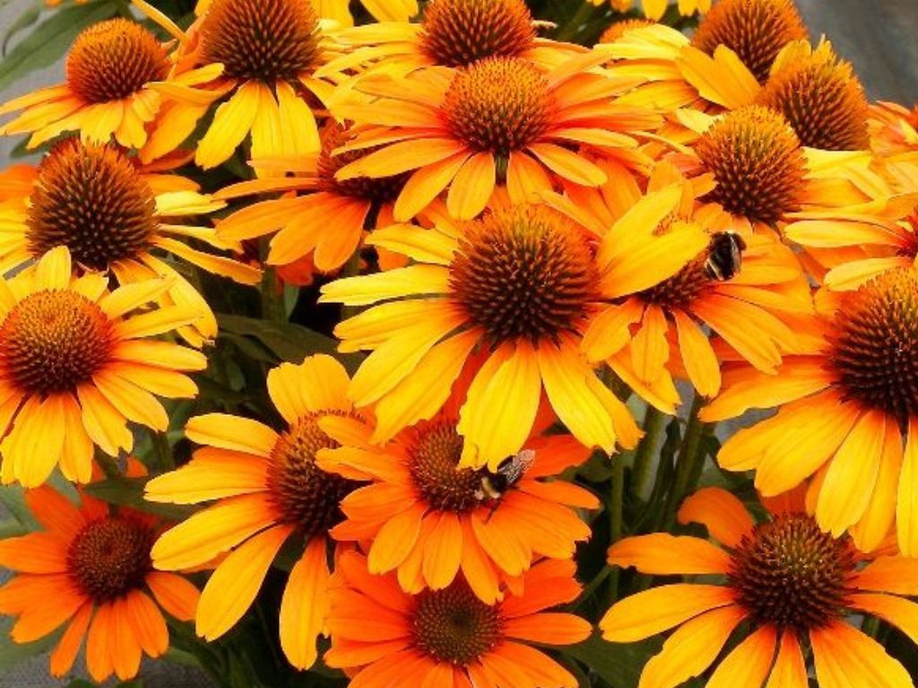 Echinacea purpurová Prima Saffron