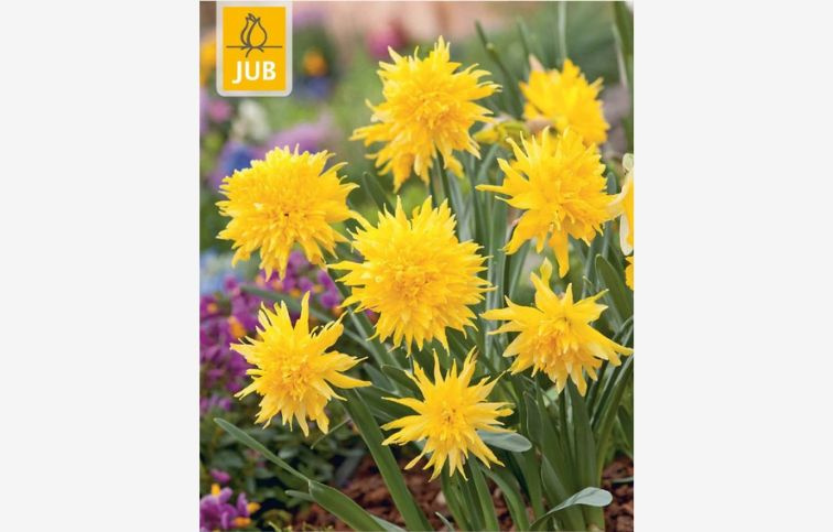 Narcis Rip van Winkle 5 ks v balení