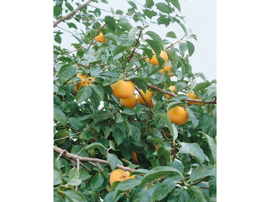 Hurmikaki Hana Fuyu na 70-80 cm kmienku, výška 180-200 cm, kvetináč 12 l