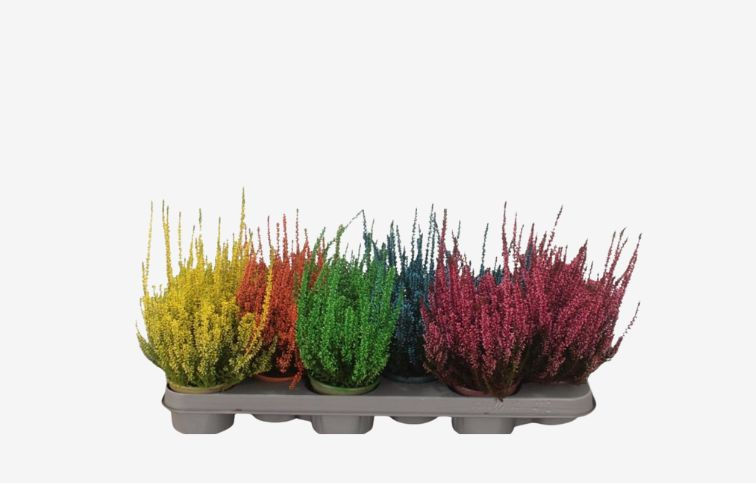 Vres Garden Girls farbený zelený, kont. p11