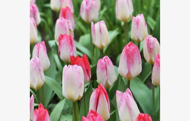 Tulipán Flaming Purissima 7 ks v balení