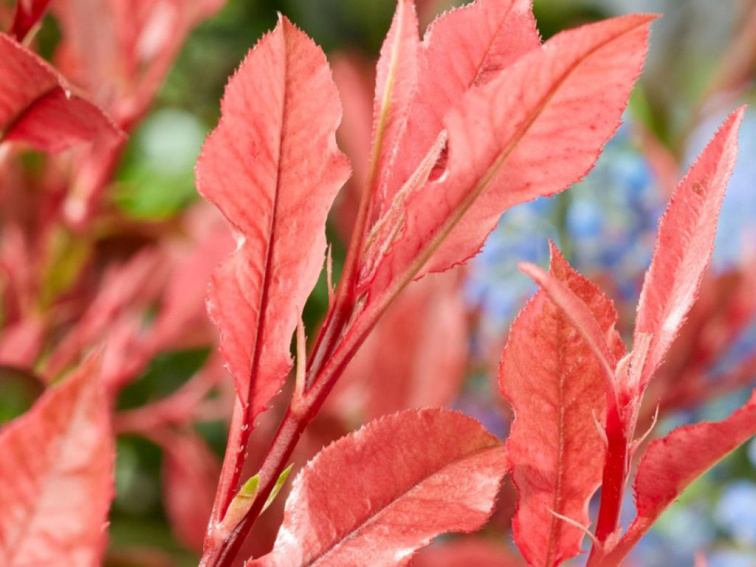 Červienka Little Fenna, výška 15-25 cm, kvetináč 9,5 cm